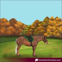 Horse Color:Chestnut Mushroom Varnish