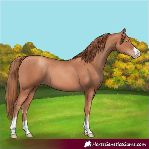 Horse Color:Gold Champagne