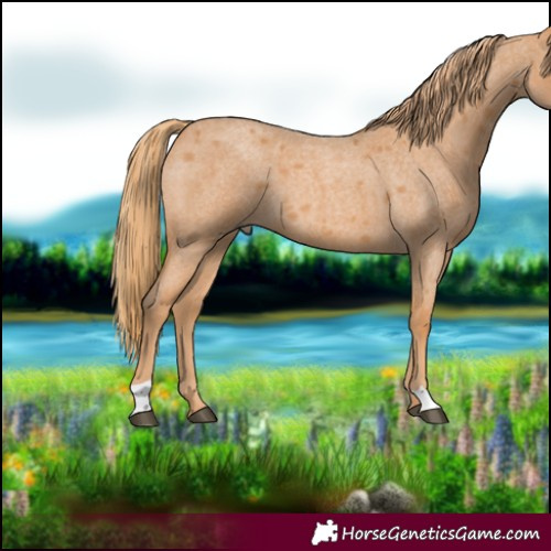 Horse Color:Red Roan