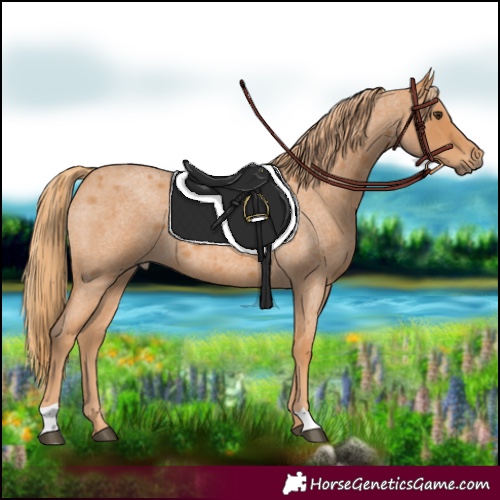Horse Color:Red Roan 