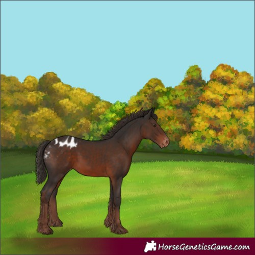 Horse Color:Liver Chestnut Appaloosa 