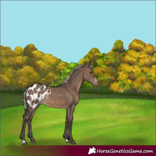 Horse Color:Silver Brown Dun Appaloosa Rabicano 
