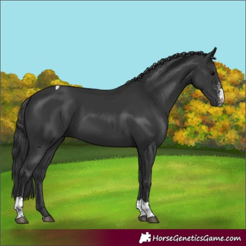 Horse Color:Black Sabino Tobiano