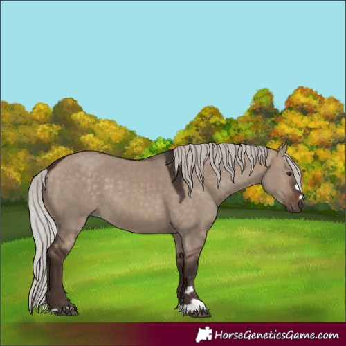 Horse Color:Silver Bay Dun 