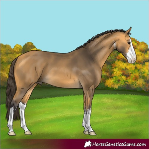 Horse Color:White Spotted Buckskin