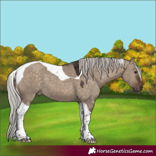 Horse Color:Silver Brown Dun Tobiano