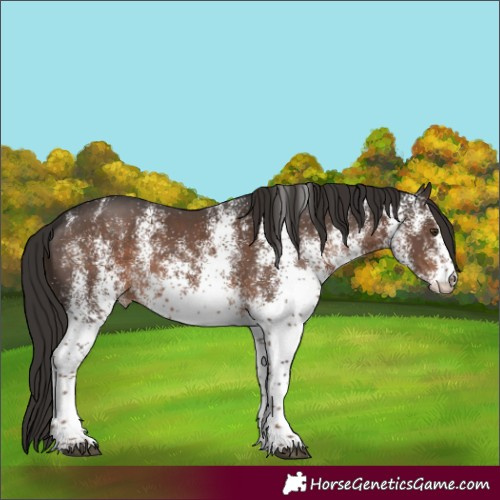 Horse Color:White Spotted Liver Chestnut