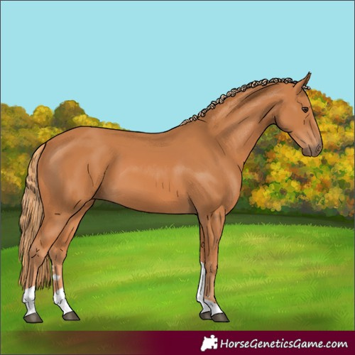 Horse Color:Chestnut Tobiano
