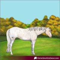 Horse Color:Silver Amber Champagne Roan Dun Splash Tobiano Frame Blanket Rabicano