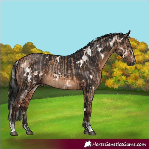 Horse Color:Silver Bay Dun  and Gray White Spotted Brown 
