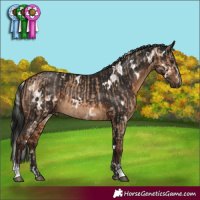Horse Color:Silver Bay Dun  and Gray White Spotted Brown 