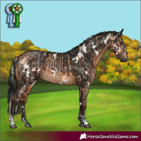 Horse Color:Silver Bay Dun  and Gray White Spotted Brown 