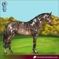Horse Color:Silver Bay Dun and Gray White Spotted Brown