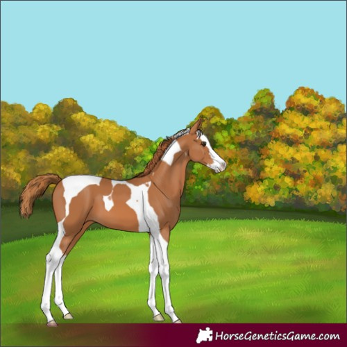 Horse Color:Chestnut Splash Tobiano