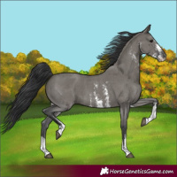 Horse Color:Grullo Sabino 