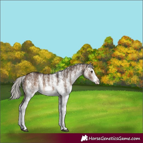 Horse Color:White Spotted Silver Brown Dun 