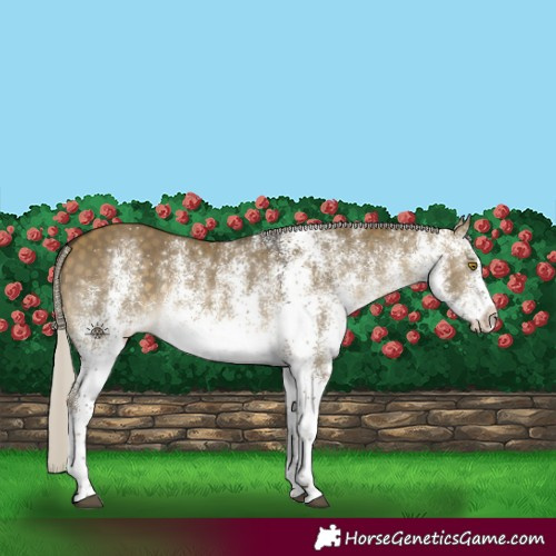 Horse Color:White Spotted Silver Buckskin Dun 
