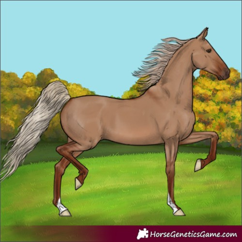 Horse Color:Unknown 