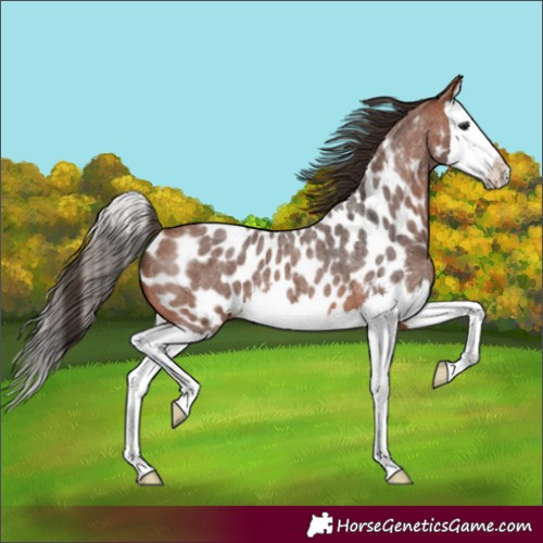 Horse Color:Bay Roan Splash Appaloosa