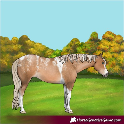 Horse Color:Powder White Gray Liver Chestnut Tobiano Skewed Appaloosa 