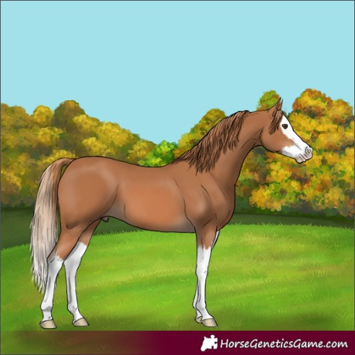 Horse Color:Chestnut Splash