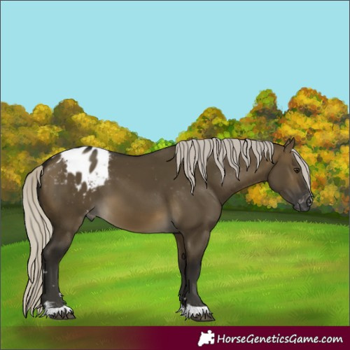 Horse Color:Gray Silver Buckskin Dun Appaloosa 