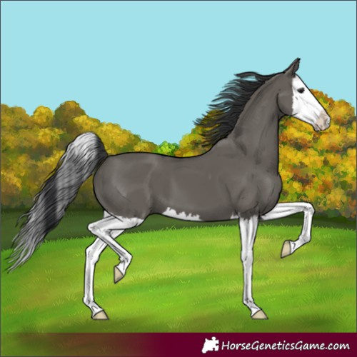 Horse Color:Grullo Splash 