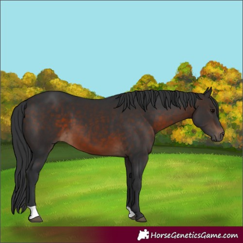 Horse Color:Brown 