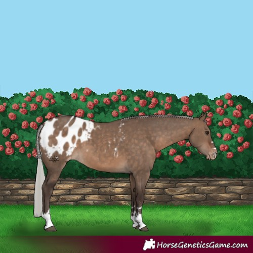 Horse Color:Silver Brown Dun Appaloosa