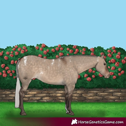 Horse Color:Powder White Silver Brown Dun Skewed Appaloosa