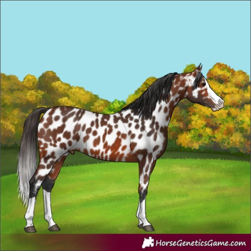 Horse Color:Bay Splash Near Leopard 