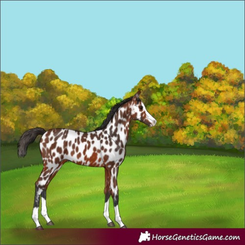 Horse Color:Bay Splash Appaloosa
