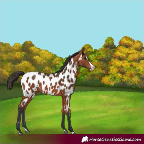 Horse Color:Bay Splash Appaloosa 