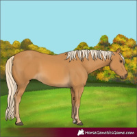 Horse Color:Palomino