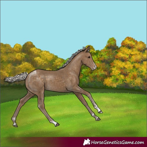 Horse Color:Silver Smoky Black Appaloosa