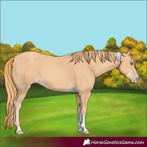 Horse Color:Gold Champagne Tobiano 
