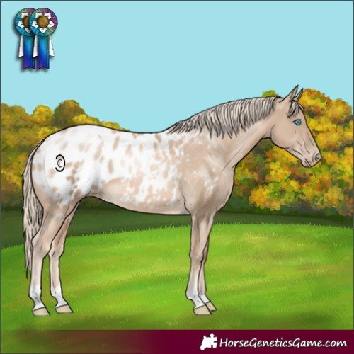 Horse Color:Chocolate Palomino Pearl Appaloosa