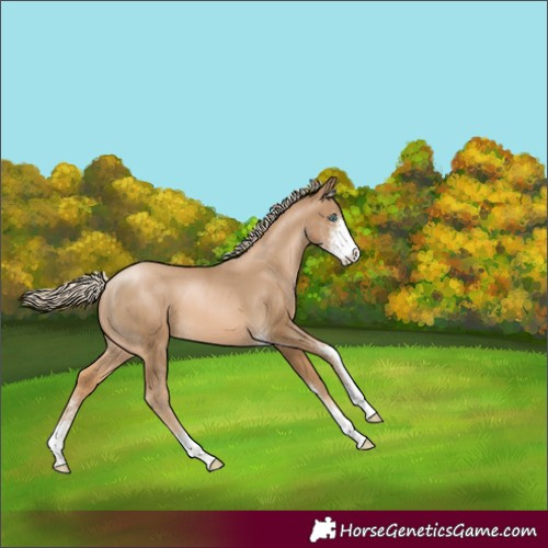 Horse Color:Chocolate Palomino Pearl Sabino 