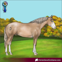 Horse Color:Chocolate Palomino Pearl Sabino 