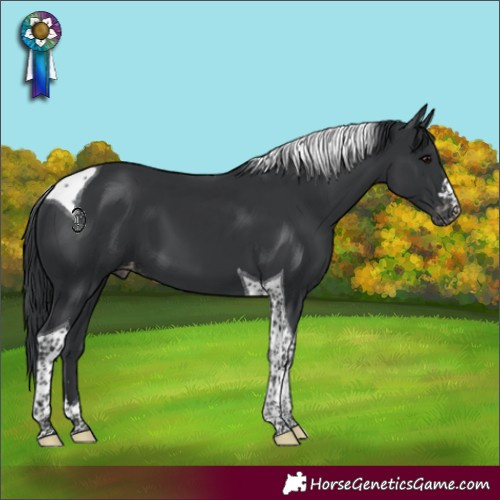 Horse Color:Black Tobiano Varnish 