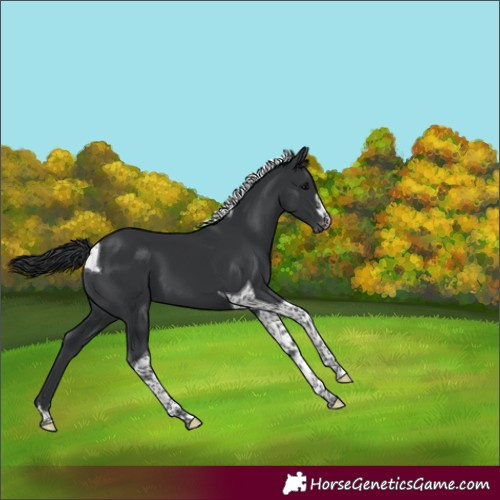 Horse Color:Black Tobiano Appaloosa 