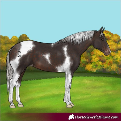 Horse Color:Silver Brown Tobiano Appaloosa 