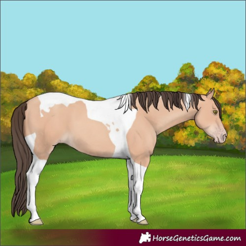 Horse Color:Amber Champagne Tobiano 