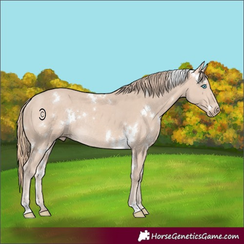 Horse Color:White Spotted Perlino Rabicano 