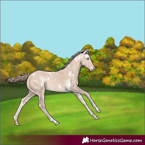 Horse Color:White Spotted Perlino Rabicano
