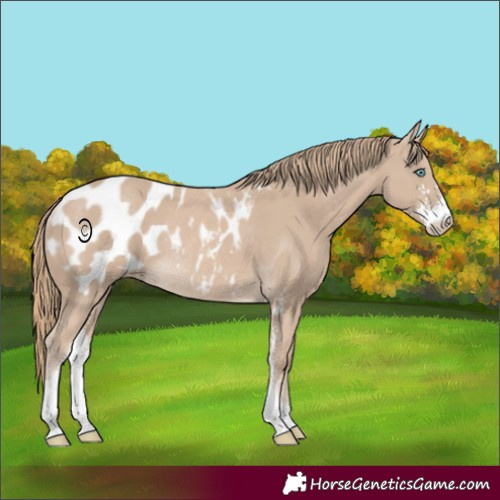 Horse Color:Smoky Creme Sabino Appaloosa Rabicano