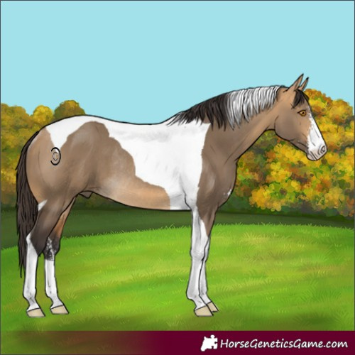 Horse Color:Buckskin Dun Sabino Tobiano Rabicano 