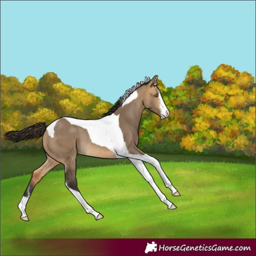 Horse Color:Buckskin Dun Sabino Tobiano Rabicano 