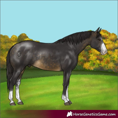 Horse Color:Buckskin Sabino Tobiano Rabicano 