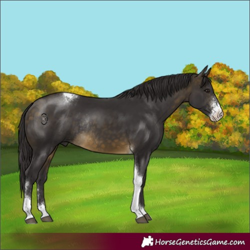 Horse Color:Buckskin Sabino Tobiano Rabicano 